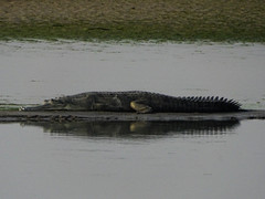 Gavialis gangeticus