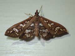 Ischnurges illustralis