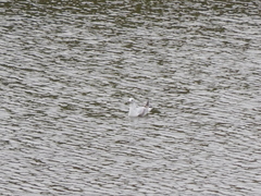 Chroicocephalus ridibundus