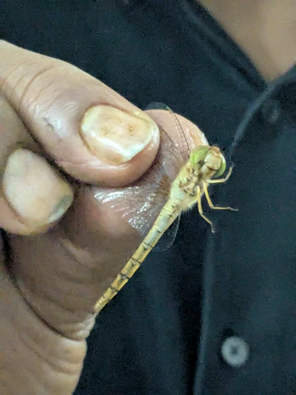 Coral-Tailed Cloudwing