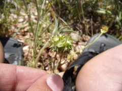 Valerianella discoidea