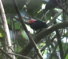 Ceratopipra rubrocapilla