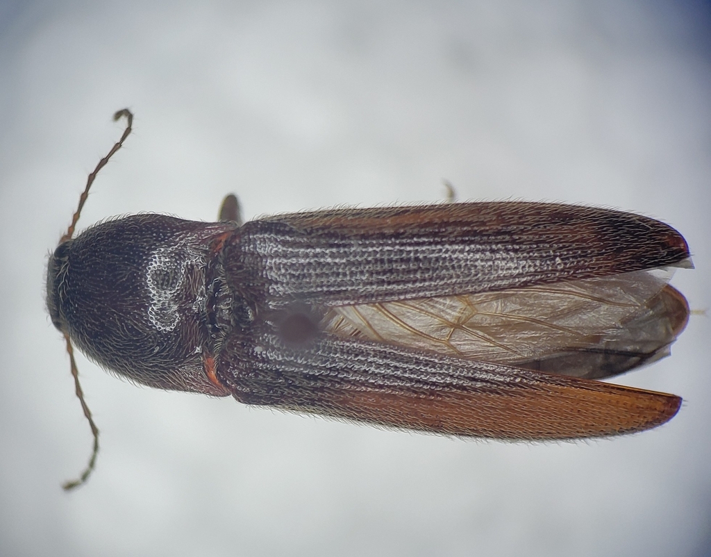 Melanotus depressus
