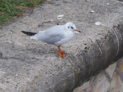 Chroicocephalus ridibundus
