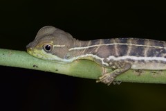 Basiliscus