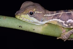 Basiliscus