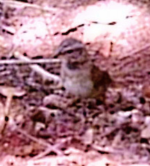 Chondestes grammacus