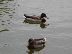 Anas platyrhynchos