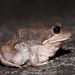 Foam-nesting Ground Frogs - Photo (c) Reiner Richter, some rights reserved (CC BY-NC-SA), uploaded by Reiner Richter