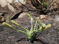 Ledebouria zebrina