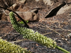Ledebouria zebrina