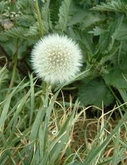 Taraxacum officinale