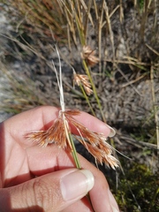 Thamnochortus lucens