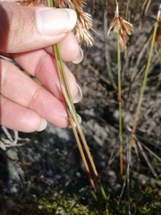Thamnochortus lucens