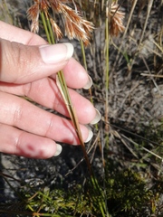 Thamnochortus lucens