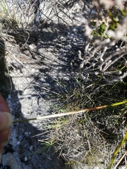 Thamnochortus lucens