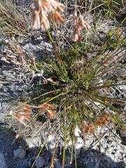 Thamnochortus lucens