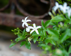 Jasminum officinale