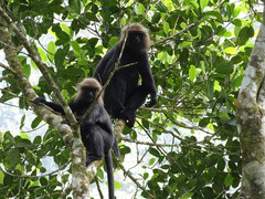Semnopithecus johnii