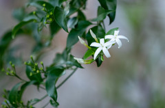 Jasminum officinale