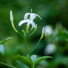 Jasminum officinale