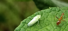 Signoretiini