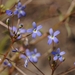 Lobelia dioica 3