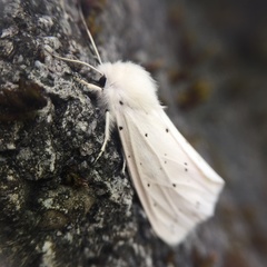 Spilosoma urticae