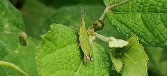 Tagasta marginella