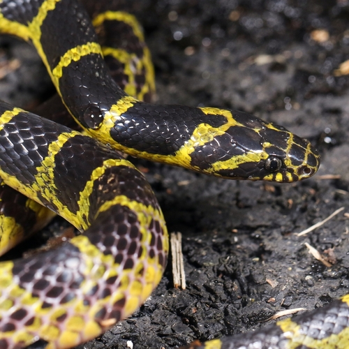 Big-tooth Snake