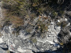 Thamnochortus lucens