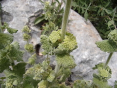 Pseudodictamnus undulatus