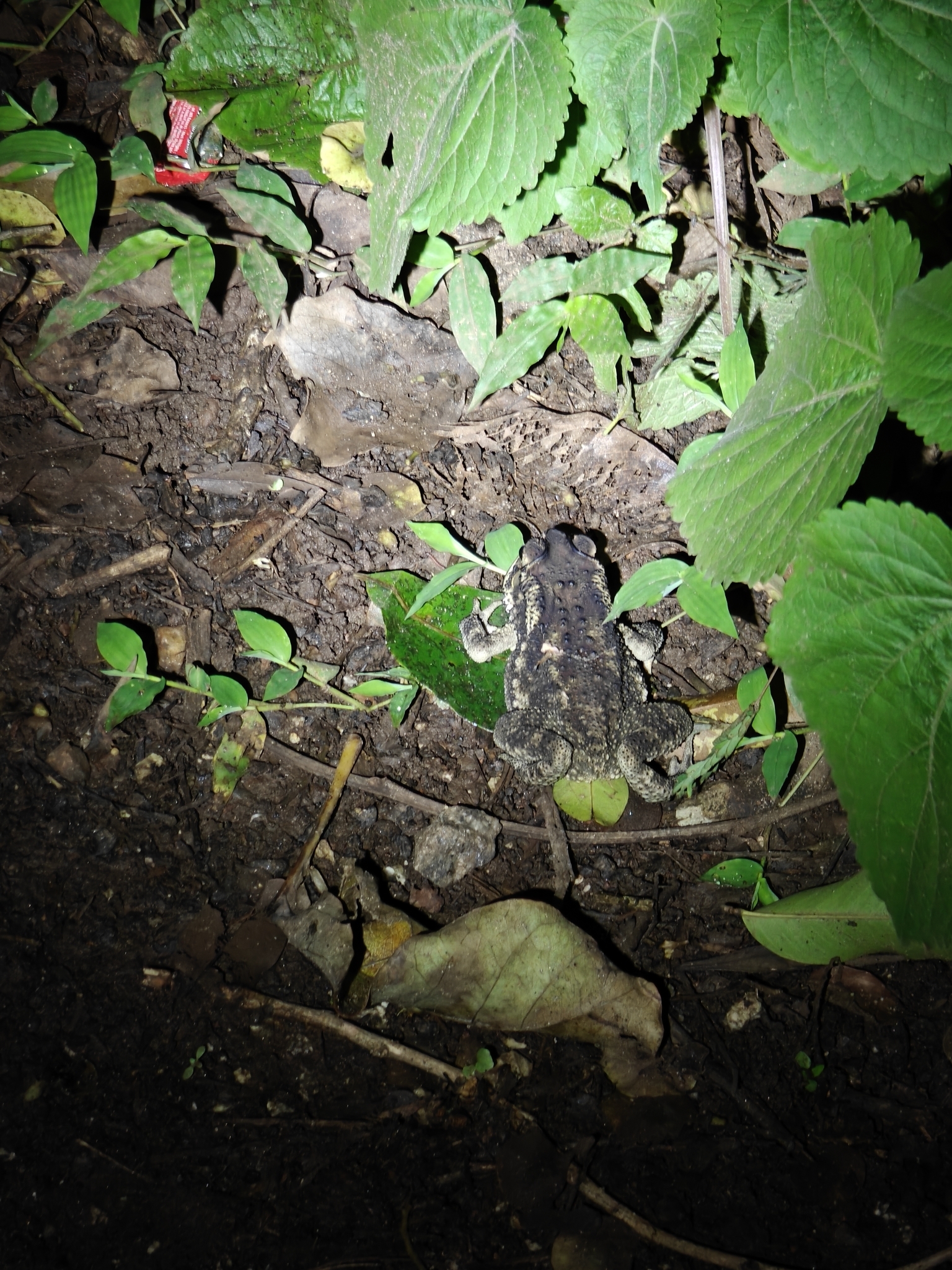 Indian Common True Toad
