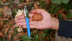 Auricularia minor