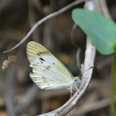 Colotis etrida