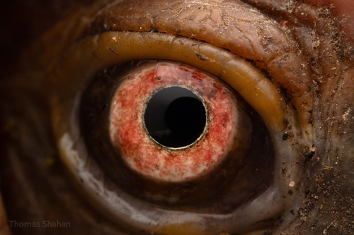 Three-toed Box Turtle, Oklahoma, US, photo 4 of 10