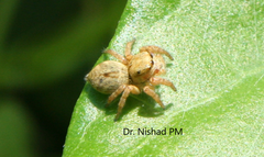 Salticidae