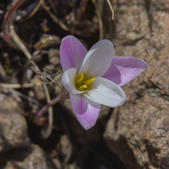 Hesperantha schelpeana