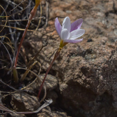 Hesperantha schelpeana