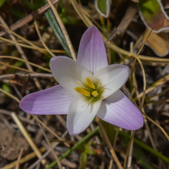 Hesperantha schelpeana