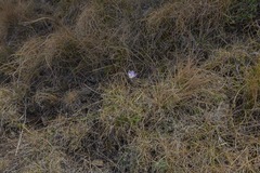 Hesperantha schelpeana