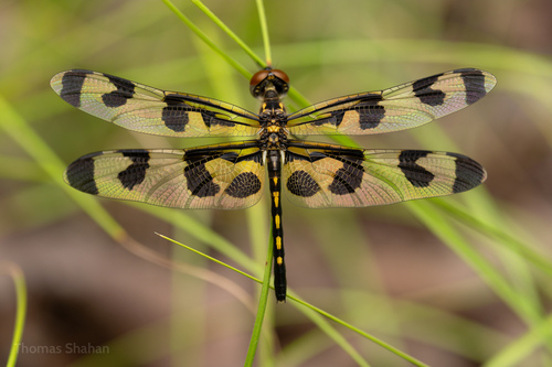 Halloween Pennant photographed in Oklahoma