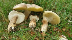 Boletus atkinsonii