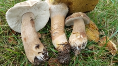 Boletus atkinsonii