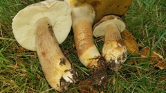 Boletus atkinsonii