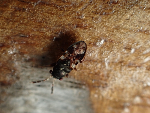 Appolonius observed 2025-06-07