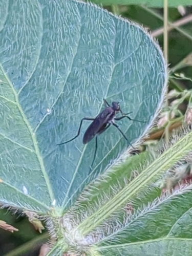 Scellus exustus