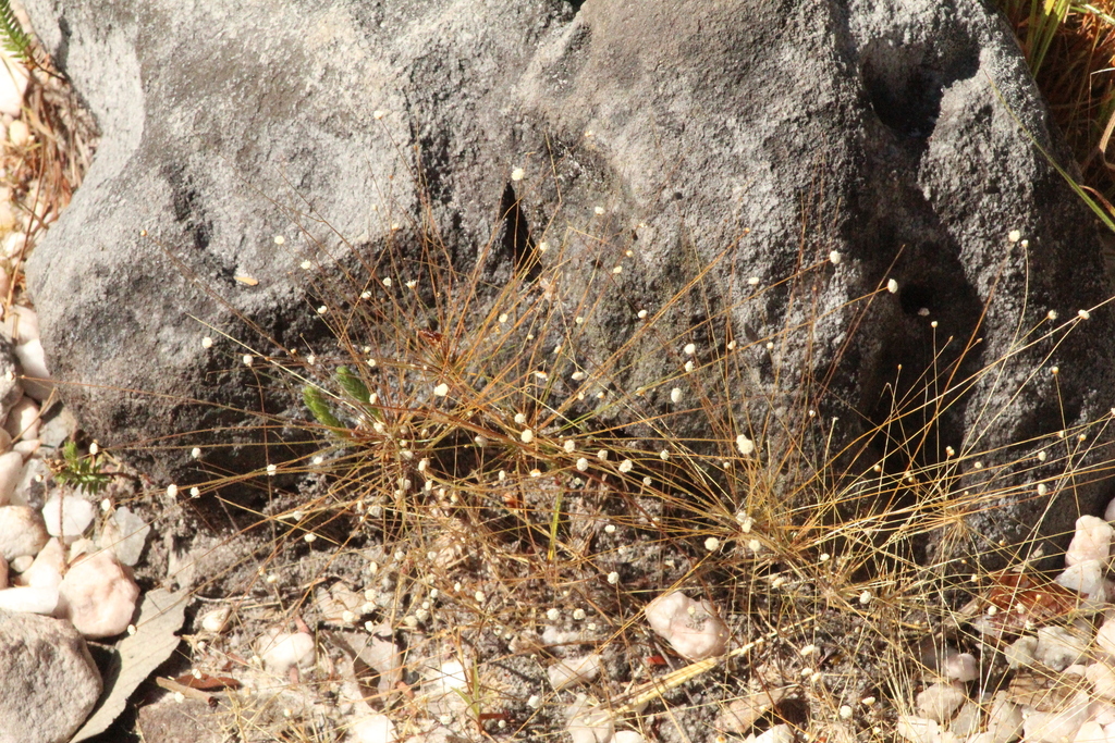 Paepalanthus flaccidus