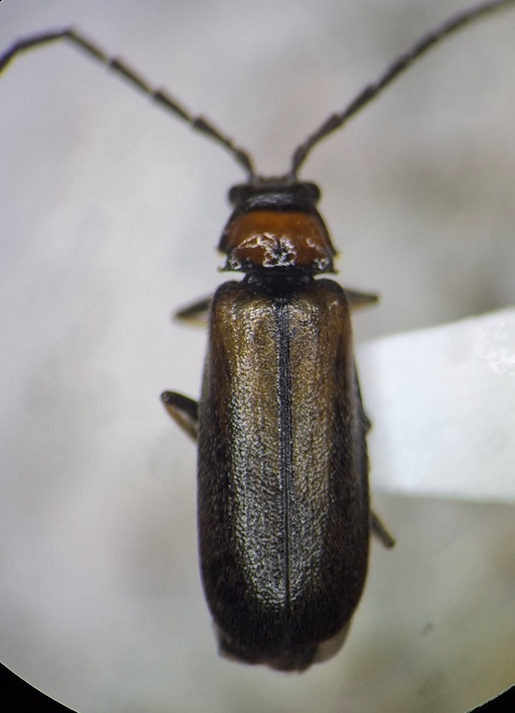 Silis insperata