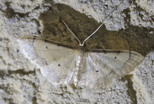 Acidalie glacée (L') , Acidalie luisante (L')